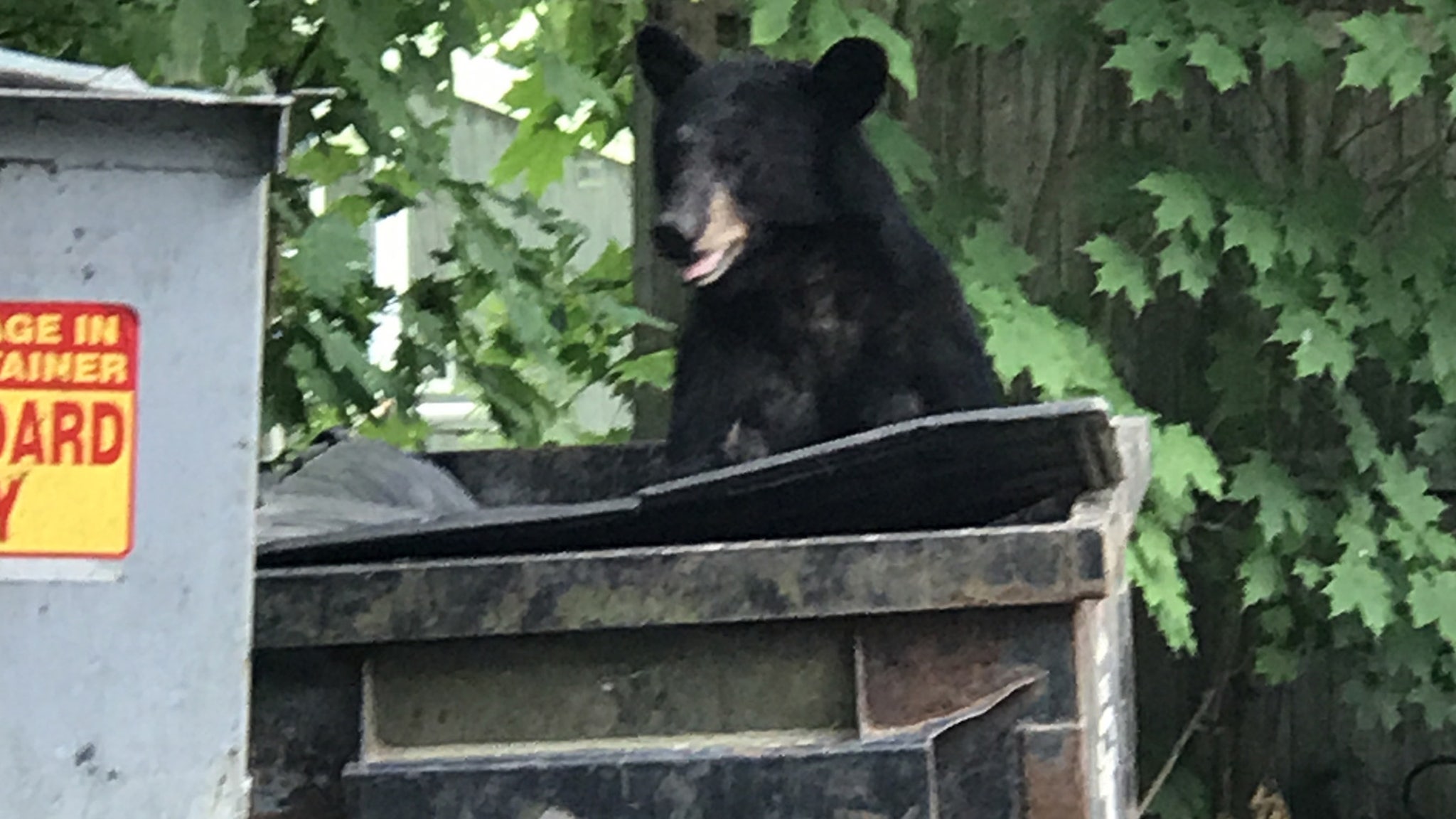 California Man Startled By Bear In Dumpster Sues