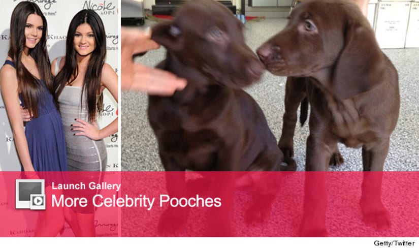 Kendall and Kylie Jenner Named Their New Dogs Louis and Vuitton