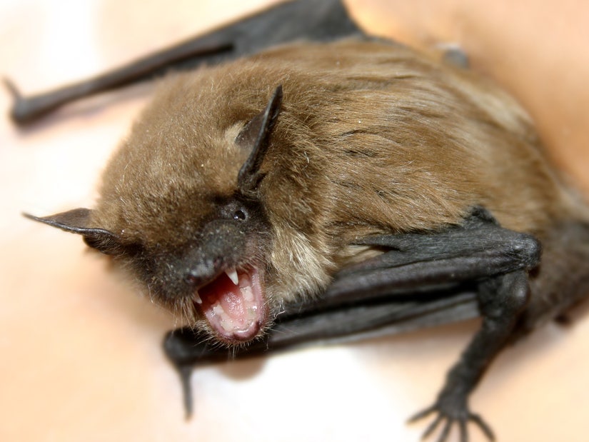 Illinois Man Who Woke Up With Bat On His Neck Dies Of Rabies