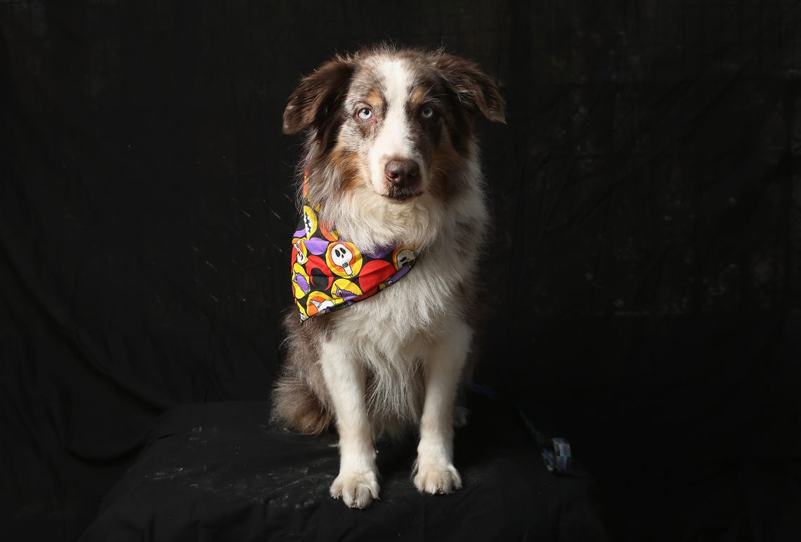 New York Yankees Dog Bandana New York Dog Bandana NY -  Australia