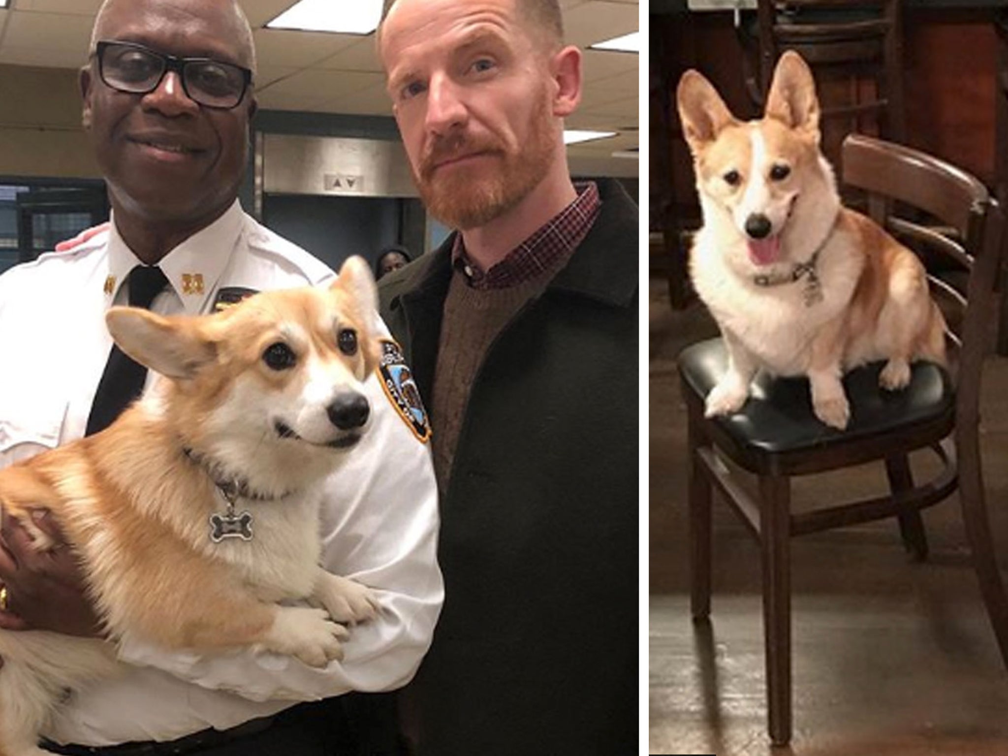 Dog Who Played Cheddar On Brooklyn Nine Nine Has Died