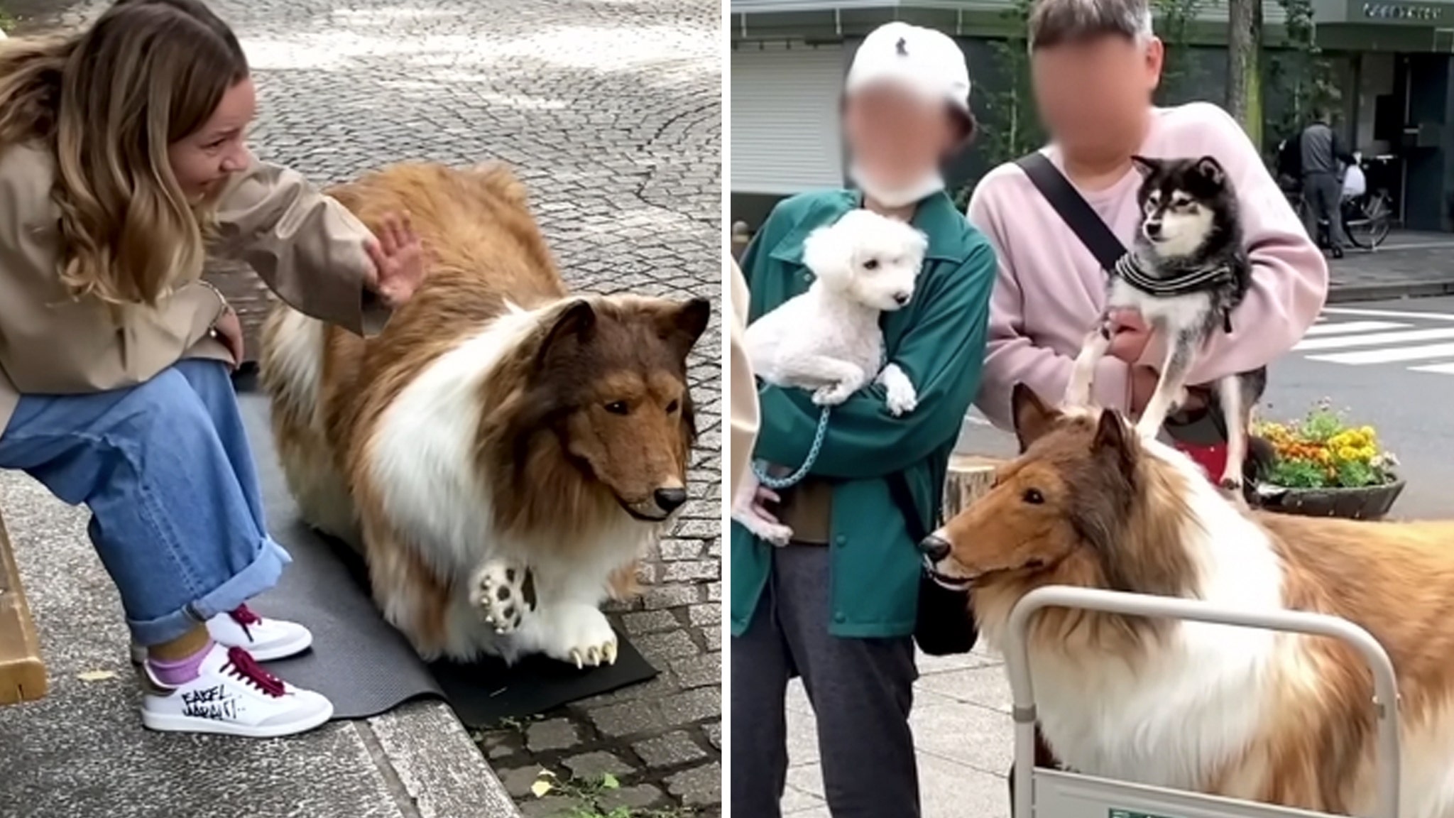 Un homme qui a dépensé 15 000 $ pour un costume réaliste de colley accueille des chiens et des étrangers en promenade