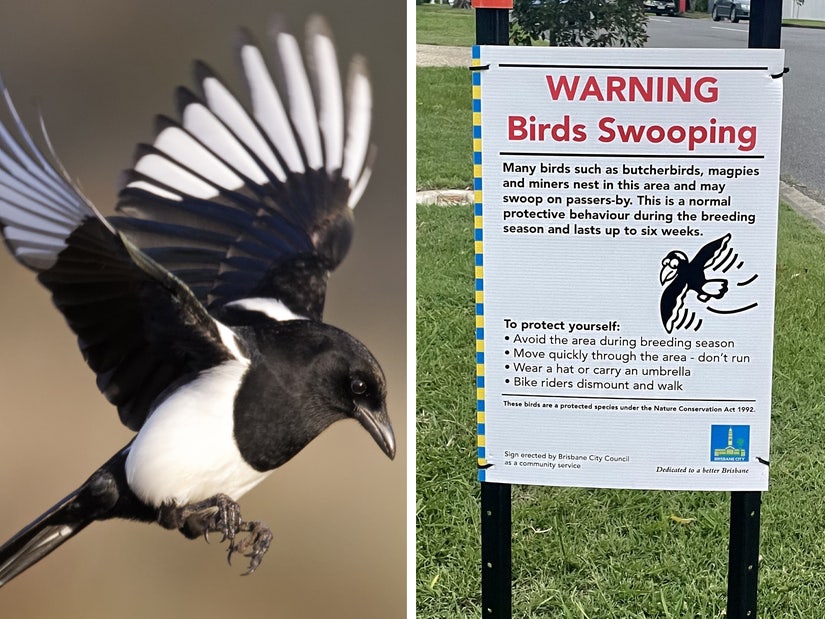 Baby Killed In Magpie In