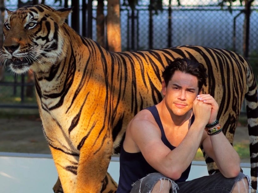 Shameful' Tom Sandoval Blasted For Visiting Tiger Zoo, Accused of  Supporting Animal Cruelty