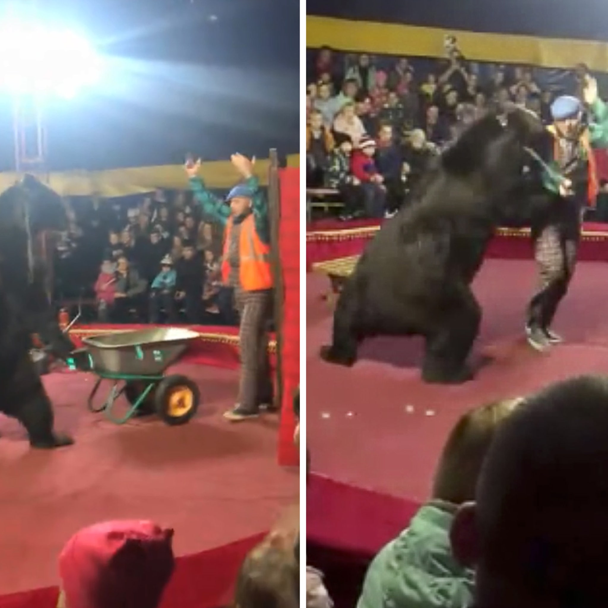 Circus Bear Attacks Trainer in Russian Video