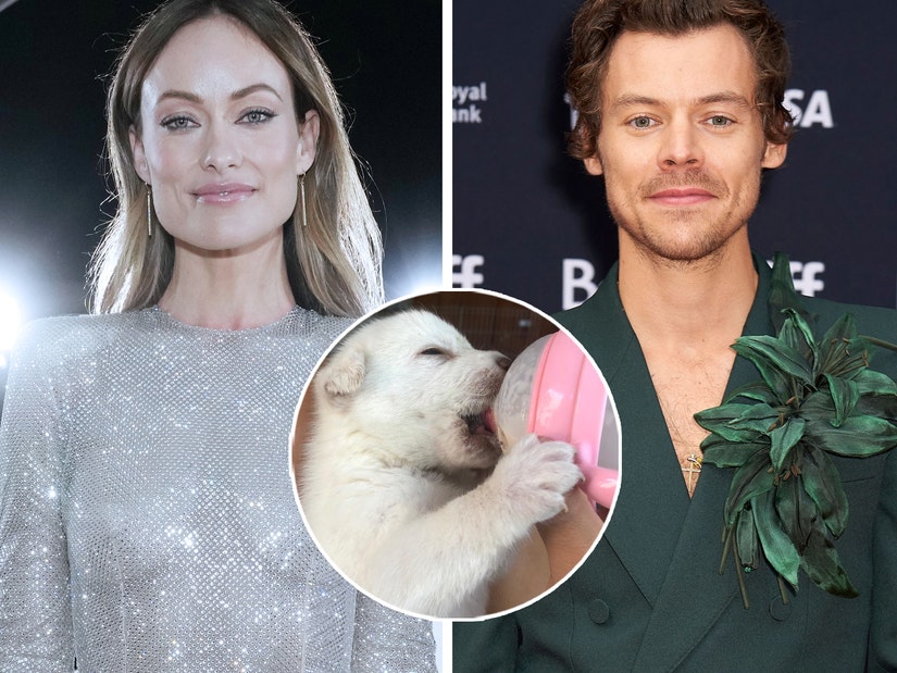 LA Animal Rescue Says They Talked with Olivia Wilde Extensively Before Her  Dog Was Rehomed