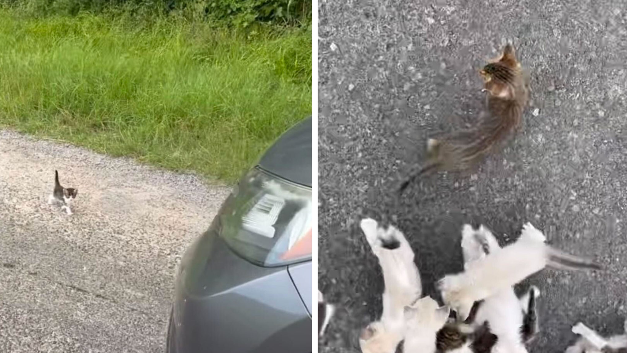Man Tries To Rescue Lone Abandoned Kitten From Road — But It's An Ambush