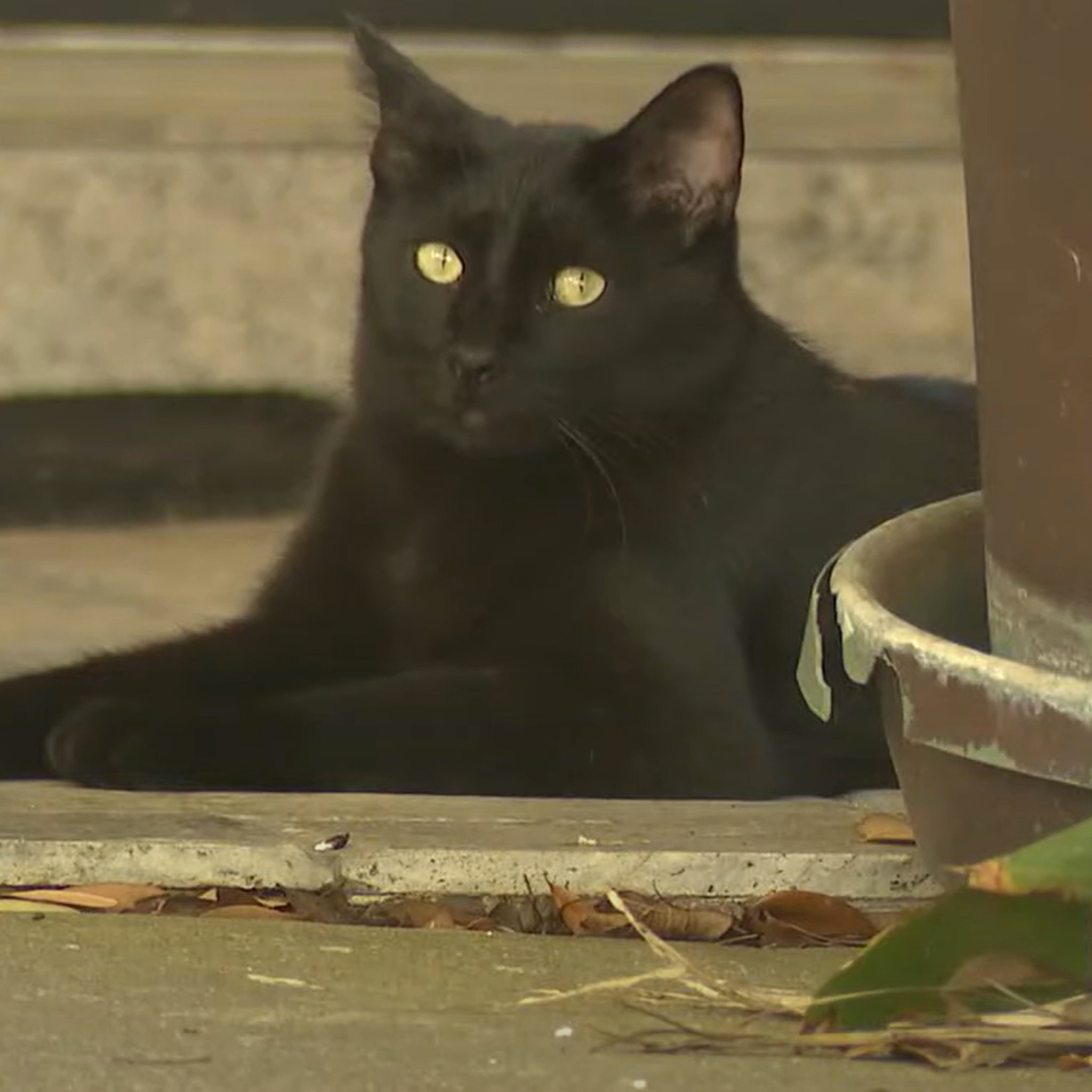 Thief takes everything but the cat in Facebook home burglary