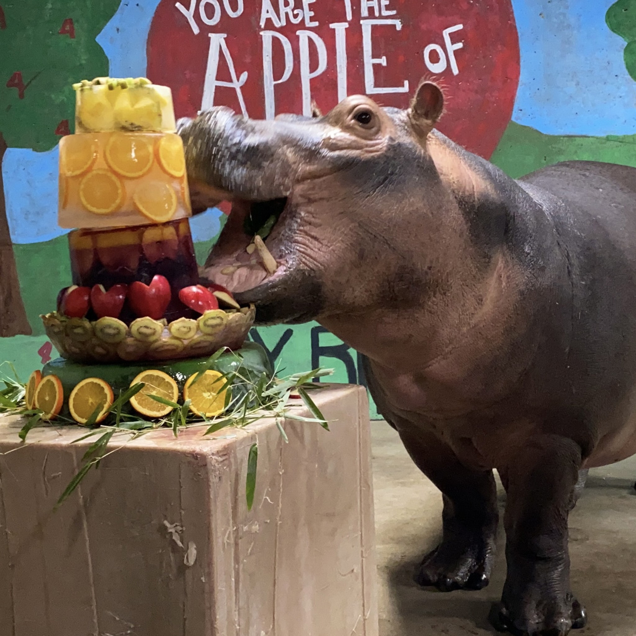 Fiona The Hippo Celebrates 4th Birthday At Cincinnati Zoo Receives Special Frozen Fruit Cake