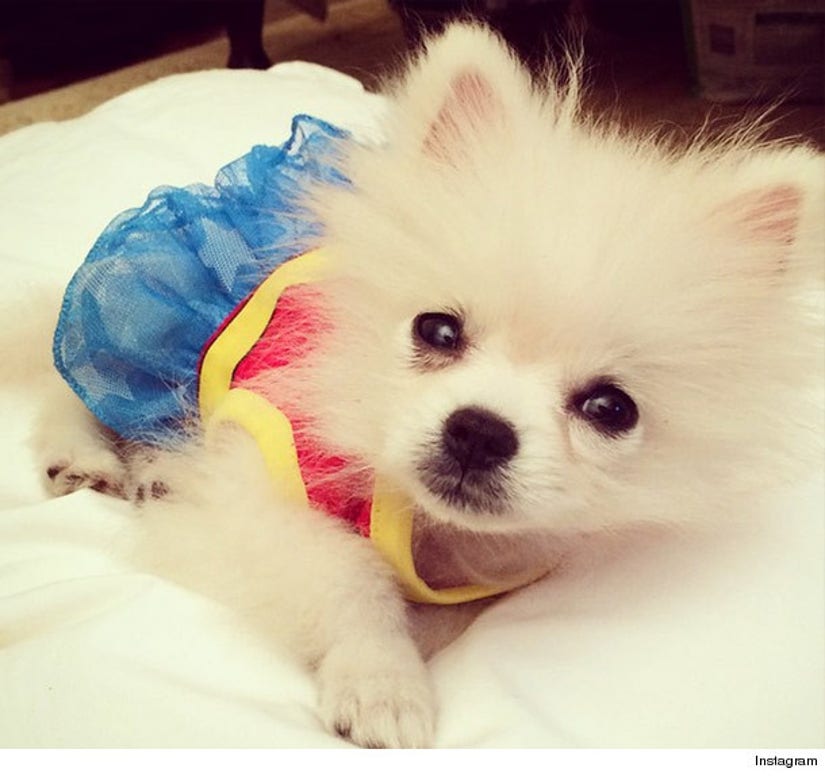 Paris Hilton dresses her poor dogs up for Halloween