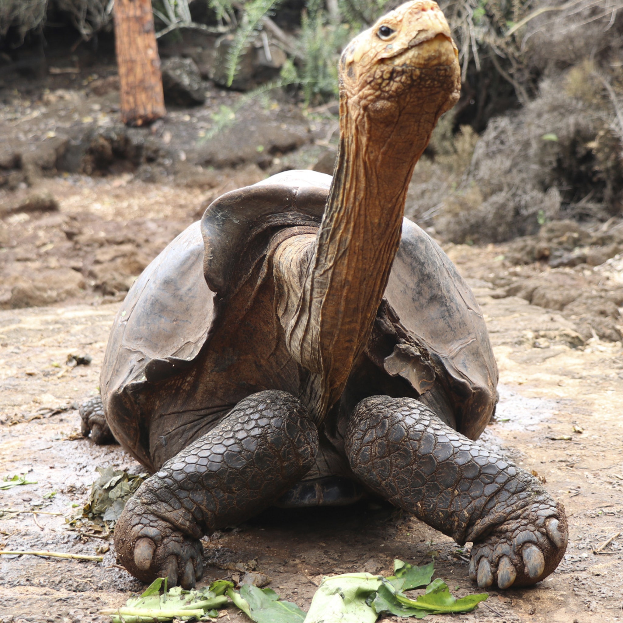 Premiere Galápagos